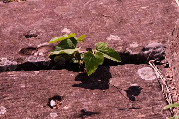 Eine Motte Fliegt Über Einen Halm Der Zwischen Felsbrocken Gewachsen — Stockfoto