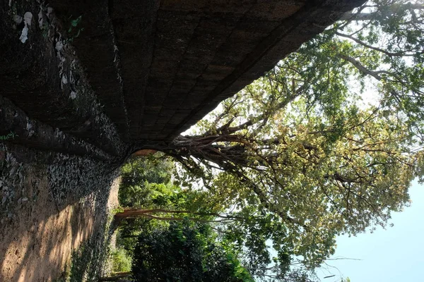 Belas Árvores Tropicais Ruínas Medievais Parede Pedra Antiga — Fotografia de Stock