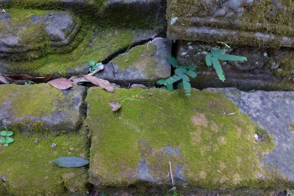 Moss Crece Bloques Piedra Antiguas Ruinas Cubiertas Musgo — Foto de Stock