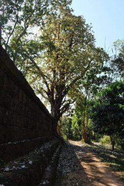 Güzel tropik ağaçlar. Ortaçağ harabeleri. Antik taş duvar.