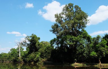 Ormanda küçük bir nehir. Orman manzarası. Kıyıda uzun ağaçlar.