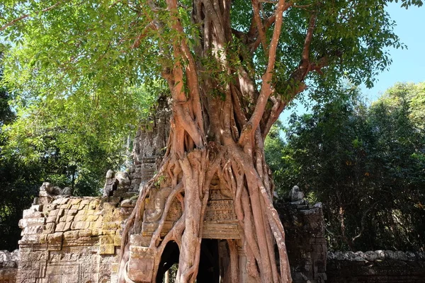 Som Tempel Kambodscha Tür Zwischen Den Wurzeln Eines Baumes — Stockfoto