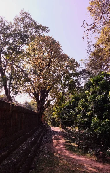 Güzel tropik ağaçlar. Ortaçağ harabeleri. Antik taş duvar.