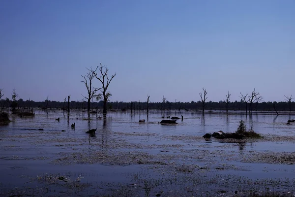 Tropikal bir bataklıkta su bufalosu. Bataklık. Vahşi doğa.