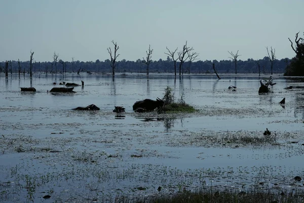 Water buffalo in a tropical swamp. Marshland. Wild nature.