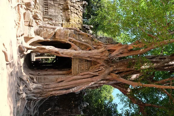 Som Tempel Kambodscha Tür Zwischen Den Wurzeln Eines Baumes — Stockfoto