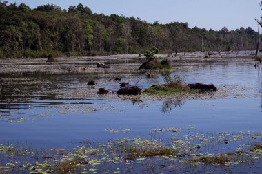 Tropikal bir bataklıkta su bufalosu. Bataklık. Vahşi doğa.