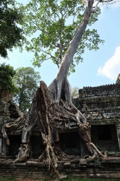 Riesige Wurzeln Eines Tropischen Baumes Mittelalterliche Ruinen Regenwald — Stockfoto