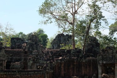 Kamboçya ormanında antik Preah Khan tapınak kompleksi kalıntıları.