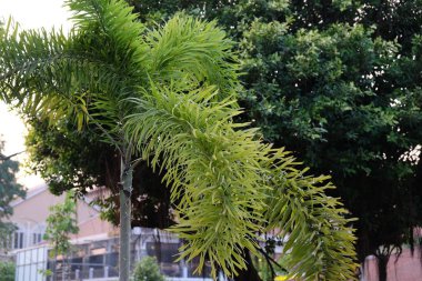 Tropikal bir ağaçta yoğun yapraklar. Egzotik ağaç.