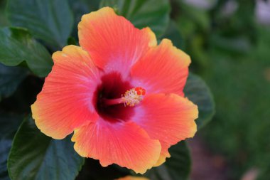 Parlak pembe amber çiçeği. Güzel tropikal çiçek.