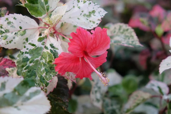Zarte Rosa Hibiskusblüte Strauch Mit Weißen Blättern — Stockfoto