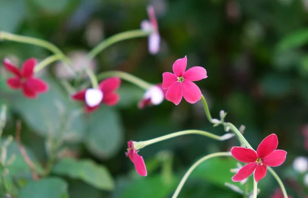 一束粉红色的小花 喜爱热的植物 — 图库照片