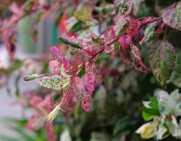 Ramo Planta Tropical Com Folhas Cor Rosa Planta Incomum — Fotografia de Stock