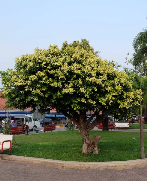 Siem Reap Cambodja December 2018 Boom Met Mooi Geel Blad — Stockfoto