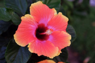 Parlak pembe amber çiçeği. Güzel tropikal çiçek.