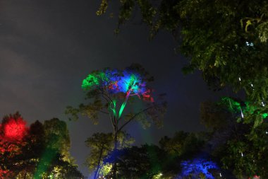 Tropikal bir ağacın dalları gece renkli fenerlerle aydınlatılır..