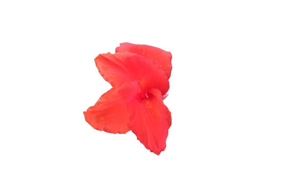 Pembe Amber Çiçeği Izole Edilmiş Beyaz Arkaplanda Izole Edilmiş Parlak — Stok fotoğraf