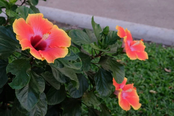 Ein Strauch Schöner Rosa Hibiskusblüten — Stockfoto