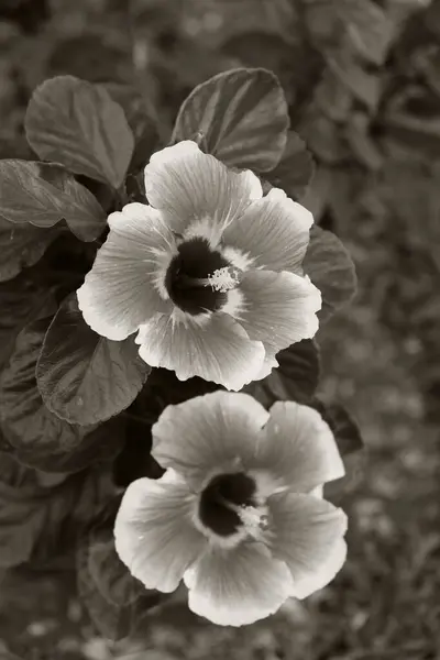 Δύο Πανέμορφα Λουλούδια Ιβίσκου Λουλούδια Κοντά Τροπικά Φυτά — Φωτογραφία Αρχείου