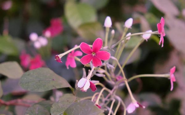 Ein Zweig Kleiner Rosa Blüten Wärmeliebende Pflanze — Stockfoto