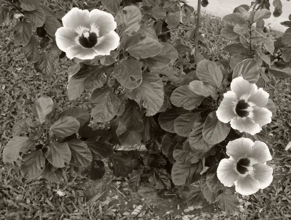 Ένας Θάμνος Όμορφα Άνθη Ιβίσκου Ασπρόμαυρη Εικόνα — Φωτογραφία Αρχείου
