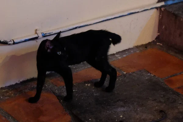 Egy Nagyon Vékony Fekete Cica Áll Piszkos Padlón Hátborzongató Macska — Stock Fotó
