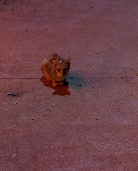 Little Scared Kitten Sits Pavement Night Dim Evening Light — Stock Photo, Image