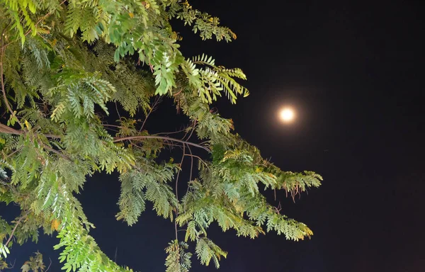 보름달 밤하늘에 비춘다 이나무의 가지를 비추고 — 스톡 사진