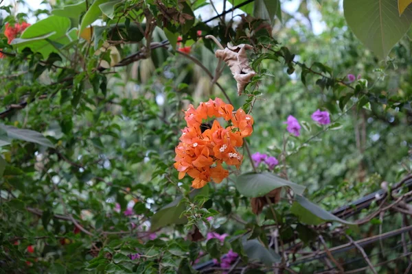 Ramo Piccoli Fiori Tropicali Arancioni Fiori Brillanti — Foto Stock