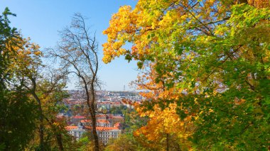 Sonbahar ağaçlarının dalları arasında Prag 'ın manzarası.