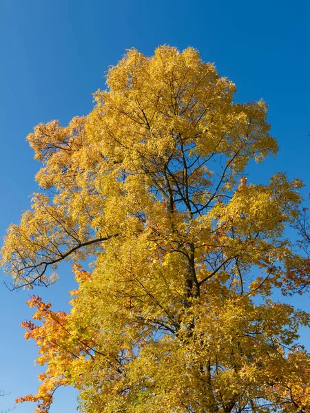 Gelber Ahorn Gegen Den Himmel Schöner Herbstbaum — Stockfoto