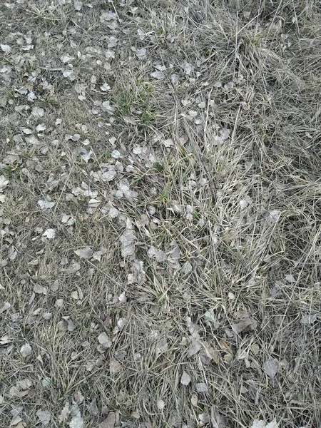 Trockene Graue Blätter Auf Dem Gras Hintergrund — Stockfoto