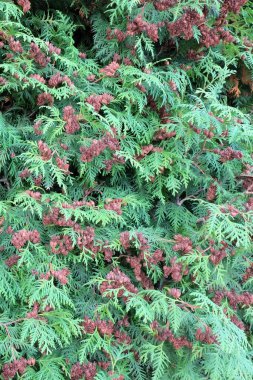 Arka plan olarak thuja dalları Plexus.