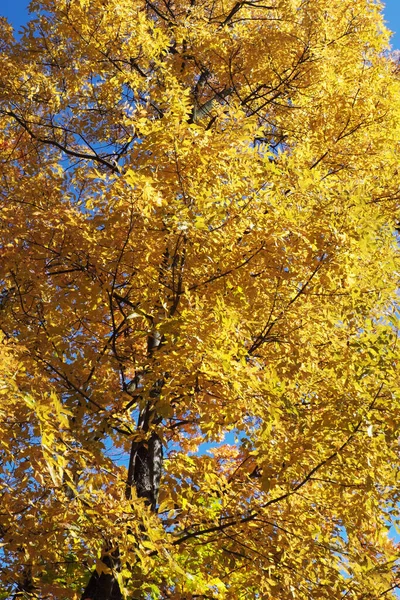 Érable Jaune Contre Ciel Bel Arbre Automne — Photo