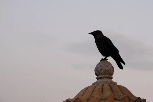 Corbeau Sur Une Sculpture Pierre Contre Ciel Nuageux — Photo