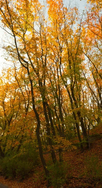 Парк Праге Осенний Пейзаж — стоковое фото