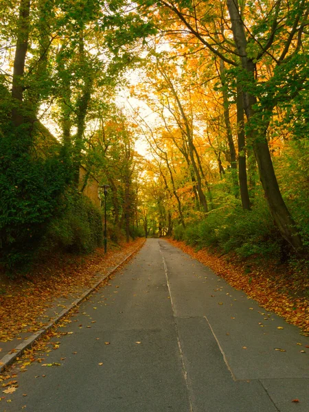 Дорога Осеннем Парке Красивый Осенний Пейзаж — стоковое фото