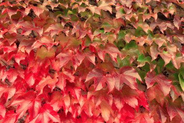 Thickets of multi-colored virgin ivy as a background. clipart
