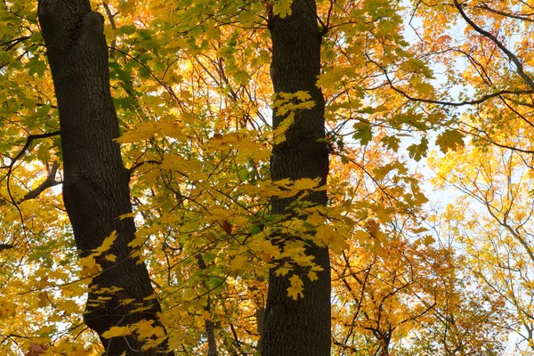 Žlutý Javor Proti Obloze Krásný Podzimní Strom — Stock fotografie