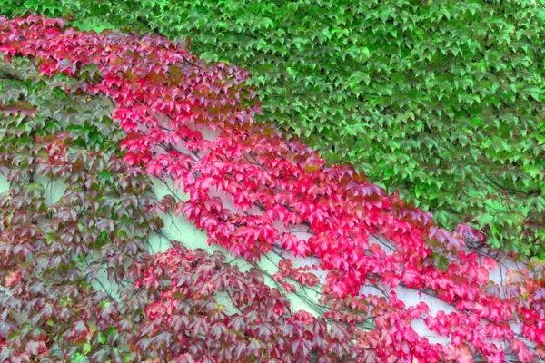 Thickets of multi-colored virgin ivy as a background.