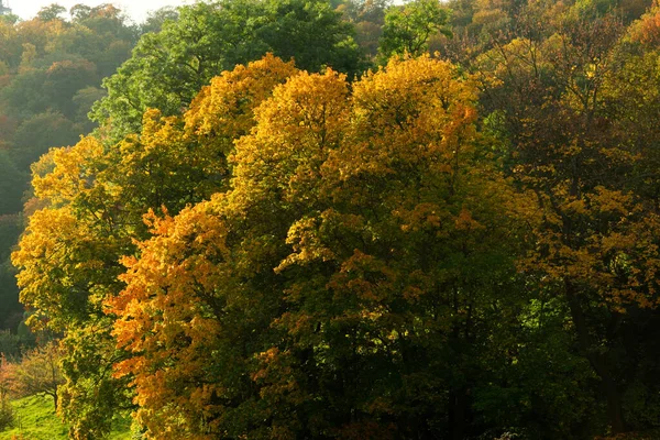 Bellissimi Alberi Con Foglie Ingiallite Natura Autunnale — Foto Stock