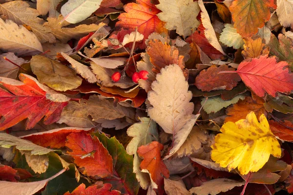 Brillantes Hojas Otoño Multicolores Como Fondo — Foto de Stock