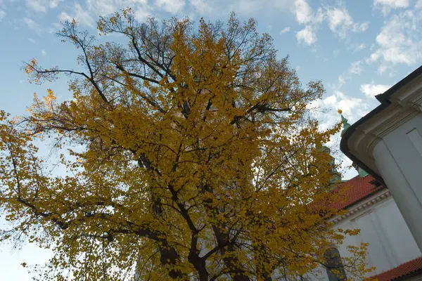 Κίτρινο Δέντρο Φθινόπωρο Κοντά Στο Μοναστήρι Strahov Στην Πράγα — Φωτογραφία Αρχείου