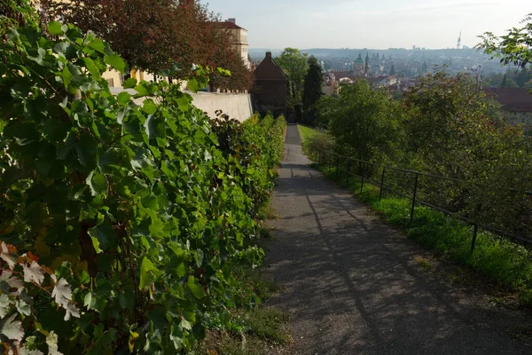 Narrow Path Vineyards View Prague Background — Stock Photo, Image