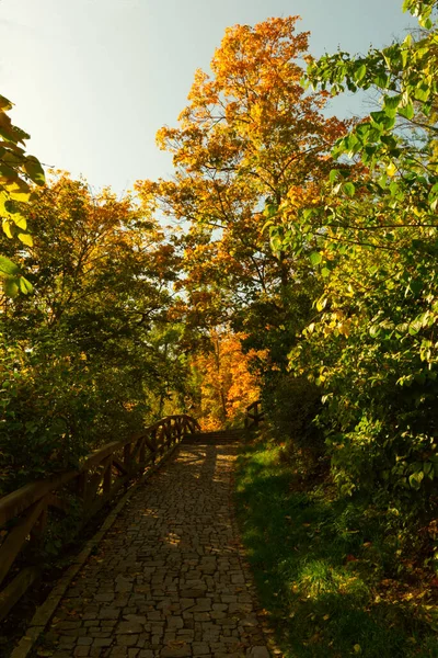 Chemin Pavé Pierre Dans Forêt Automne — Photo