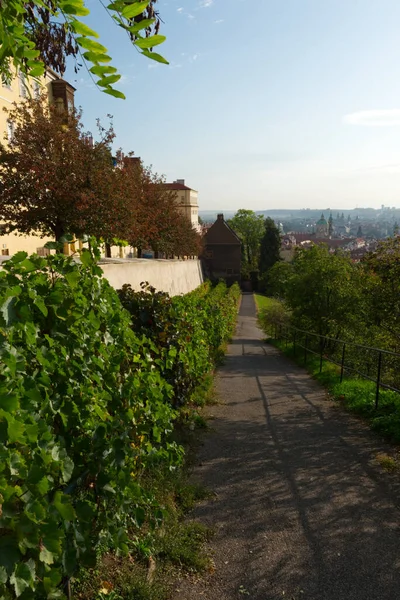ブドウ畑に沿って狭い道 プラハの風景を背景に — ストック写真