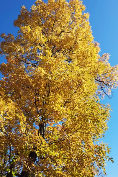 Gelber Ahorn Gegen Den Himmel Schöner Herbstbaum — Stockfoto