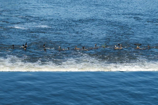 Cormorani Piedi Pietre Mezzo Fiume — Foto Stock