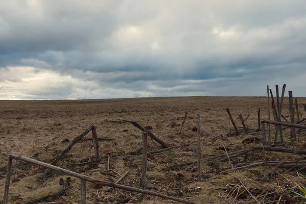 Restos Girassóis Queimados Campo Noite Paisagem Sombria — Fotografia de Stock